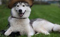Funny And Cute Dog Pictures 53 Free Hd Wallpaper