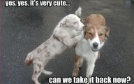 Funny And Cute Dog Pictures 57 Cool Wallpaper