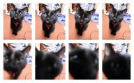 Funny Black Cat 7 Desktop Wallpaper