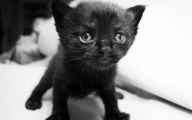 Funny Black Cat Pictures 12 Desktop Background