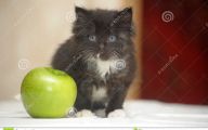 Funny Black Cat Pictures 13 Wide Wallpaper