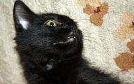 Funny Black Cat Pictures 35 Desktop Wallpaper