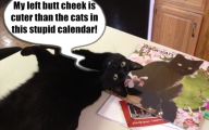 Funny Black Cat Pictures 40 Widescreen Wallpaper
