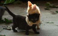Funny Black Cat Pictures 41 High Resolution Wallpaper