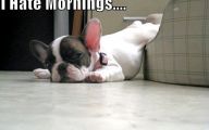 Funny Cartoon Dog Pictures 19 Cool Hd Wallpaper