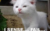 Funny Cat Fail Pics 10 Background