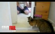 Funny Cat Fail Pics 21 Cool Wallpaper