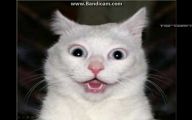 Funny Cat Fails  15 Desktop Background