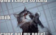 Funny Cat Fails  17 Wide Wallpaper