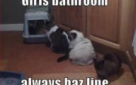 Funny Cat Fails  7 Free Wallpaper