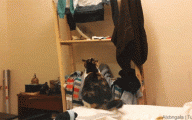 Funny Cat Jump Fails 1 Wide Wallpaper