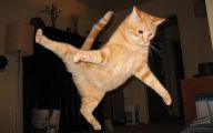 Funny Cat Jump Fails 14 Free Hd Wallpaper