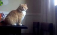 Funny Cat Jump Fails 28 Desktop Background