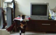 Funny Cat Jump Fails 30 Wide Wallpaper