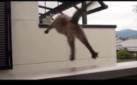 Funny Cat Jump Fails 5 Free Hd Wallpaper