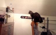 Funny Cat Jump Fails 8 Hd Wallpaper