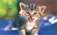 Very Funny Cat Photos 18 Desktop Background