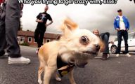 Weird And Crazy Dogs 10 Free Wallpaper