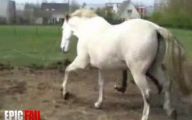 Epic Horse Fail Pictures 25 Free Hd Wallpaper