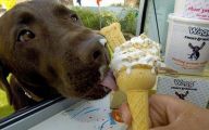 Funny Animals Eating 10 Widescreen Wallpaper
