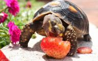 Funny Animals Eating 2 Cool Hd Wallpaper