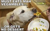 Funny Animals Eating 20 Background