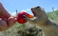 Funny Animals Eating 8 Cool Hd Wallpaper