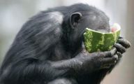 Funny Animals Eating 9 Cool Wallpaper