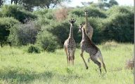 Funny Animals In Africa 11 Wide Wallpaper