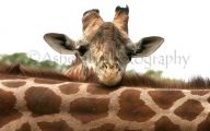 Funny Animals In Africa 16 High Resolution Wallpaper
