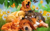 Funny Animals Wallpapers 30 Hd Wallpaper