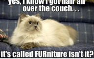Funny Animals With Captions 23 Background