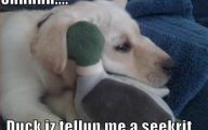 Funny Animals With Captions 36 Cool Hd Wallpaper