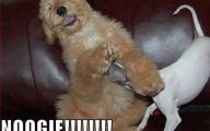 Funny Animals With Captions 8 Wide Wallpaper