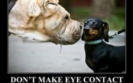 Funny Animals With Captions 9 Wide Wallpaper