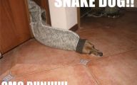 Funny Animals With Funny Sayings 5 Wide Wallpaper