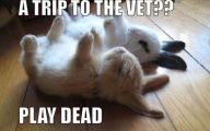 Funny Animals With Quotes 34 Hd Wallpaper