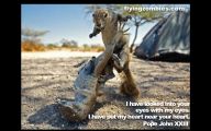 Funny Animals With Sayings 11 Desktop Wallpaper