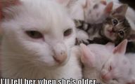 Funny Animals With Words 17 Cool Hd Wallpaper