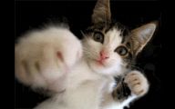 Funny Animated Cats 15 Wide Wallpaper