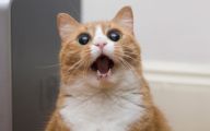 Funny Animated Cats 9 Cool Wallpaper