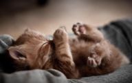 Funny Baby Cats 14 Widescreen Wallpaper