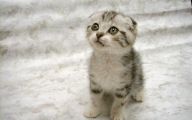 Funny Baby Cats 2 Widescreen Wallpaper