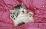 Funny Baby Cats 23 Cool Wallpaper