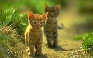 Funny Baby Cats 24 Background Wallpaper