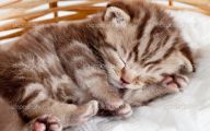 Funny Baby Cats 35 High Resolution Wallpaper