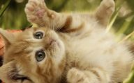 Funny Baby Cats 4 Free Wallpaper