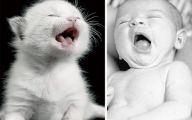 Funny Baby Cats 8 Free Wallpaper