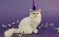 Funny Birthday Cat 20 Background