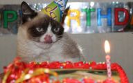 Funny Birthday Cat 27 Desktop Wallpaper